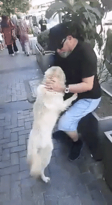 狗狗走失流落街头，当主人找到它时，它的反应真的很戳心...-5.gif