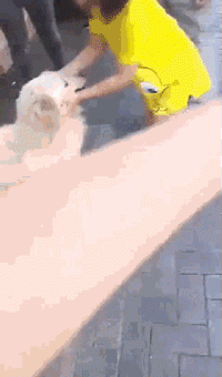 狗狗走失流落街头，当主人找到它时，它的反应真的很戳心...-7.gif