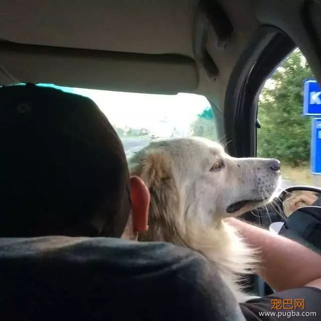 狗狗走失流落街头，当主人找到它时，它的反应真的很戳心...-8.jpeg