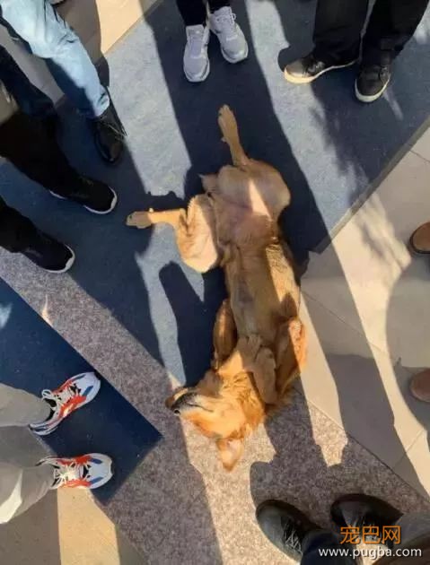 狗狗走失流落街头，当主人找到它时，它的反应真的很戳心...-13.jpeg