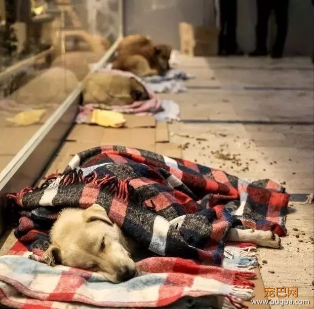 狗狗走失流落街头，当主人找到它时，它的反应真的很戳心...-17.jpeg