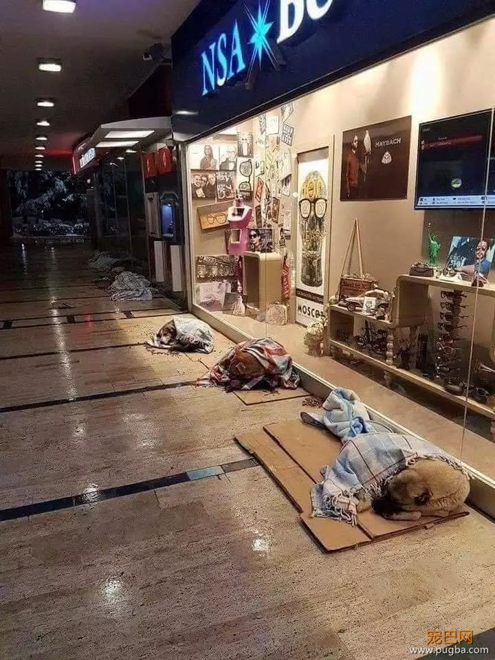 狗狗走失流落街头，当主人找到它时，它的反应真的很戳心...-16.jpeg