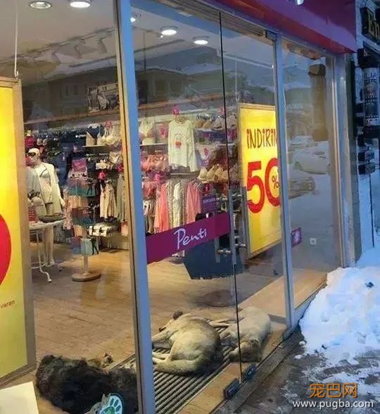 狗狗走失流落街头，当主人找到它时，它的反应真的很戳心...-14.jpeg