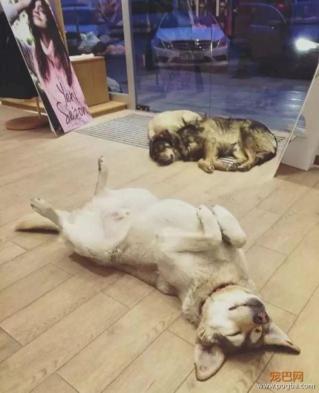 狗狗走失流落街头，当主人找到它时，它的反应真的很戳心...-15.jpeg