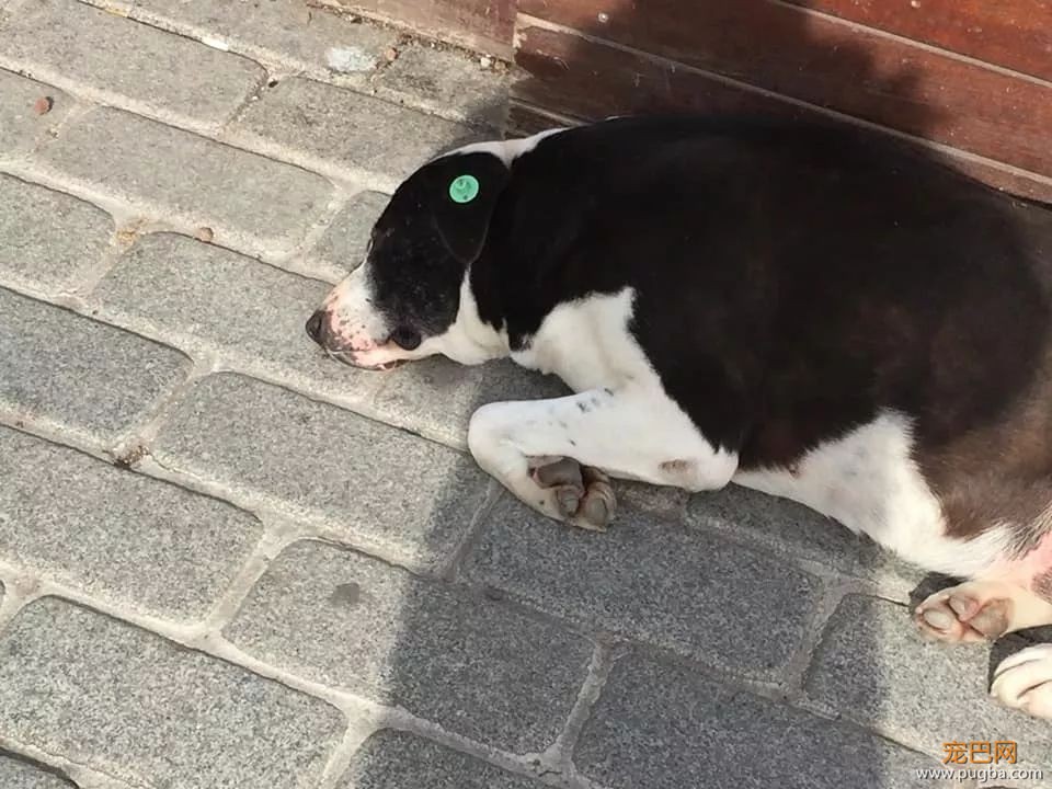 狗狗走失流落街头，当主人找到它时，它的反应真的很戳心...-18.jpeg