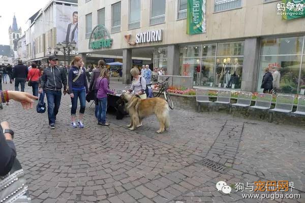 如果把国外那些超严厉的养狗规定引进大陆，你还是合格的铲屎官吗？-1.jpeg