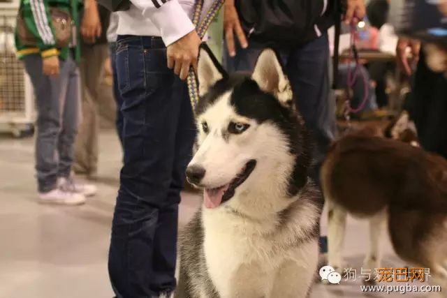 如果把国外那些超严厉的养狗规定引进大陆，你还是合格的铲屎官吗？-8.jpeg