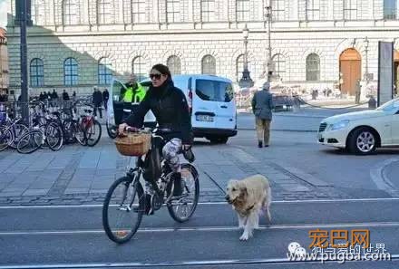 如果把国外那些超严厉的养狗规定引进大陆，你还是合格的铲屎官吗？-2.jpeg