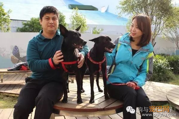 如果把国外那些超严厉的养狗规定引进大陆，你还是合格的铲屎官吗？-7.jpeg