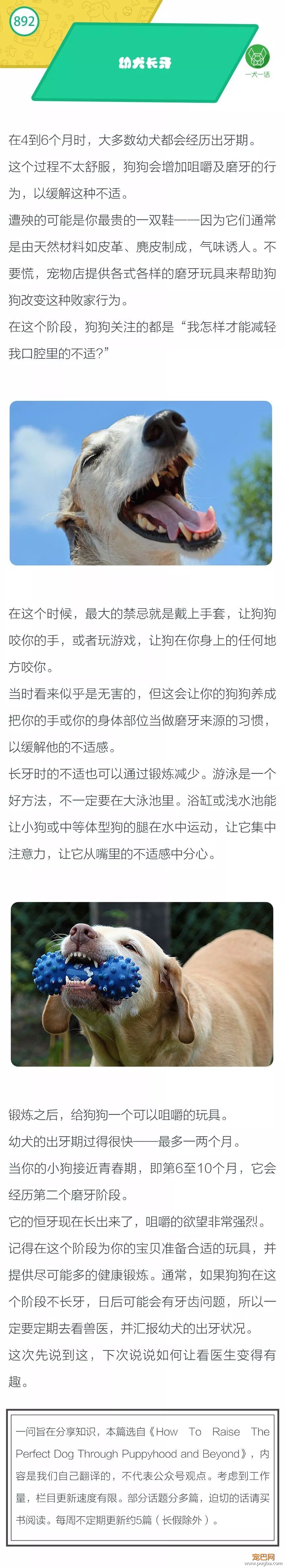 总咬人？多多关注幼犬的牙齿！-1.jpeg