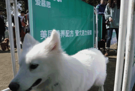 400只狗狗@了你并邀请你进来投票拿礼物！线上选美开始了！-12.gif