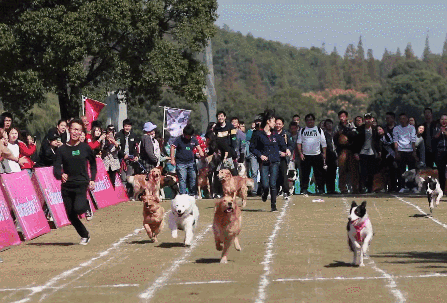 400只狗狗@了你并邀请你进来投票拿礼物！线上选美开始了！-17.gif