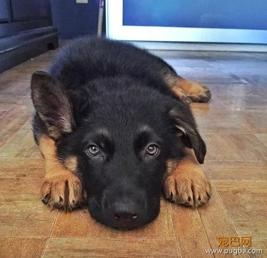 带着狗狗揽客，现在的健身教练越来越会玩了-10.jpg