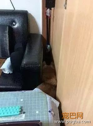 年迈的柴犬患上阿尔茨海默病总是拉在各种角落里，心疼-3.jpeg