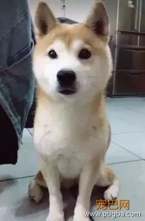 年迈的柴犬患上阿尔茨海默病总是拉在各种角落里，心疼-1.jpeg