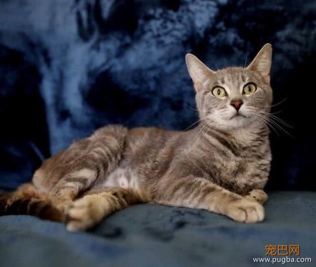母猫濒临死亡，为了孩子顽强地活了下来，感人泪下-5.jpeg