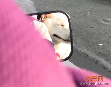 铲屎官骑车载狗去兜风，结果这货仿佛言情剧女主上身...-1.jpeg