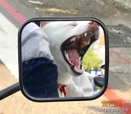 铲屎官骑车载狗去兜风，结果这货仿佛言情剧女主上身...-4.jpeg