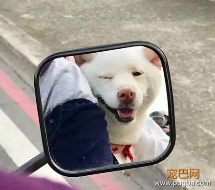 铲屎官骑车载狗去兜风，结果这货仿佛言情剧女主上身...-2.jpeg
