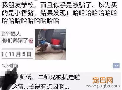 大学生宿舍养小香猪受处分？美国某公园的工作就是撸狗......-1.jpeg