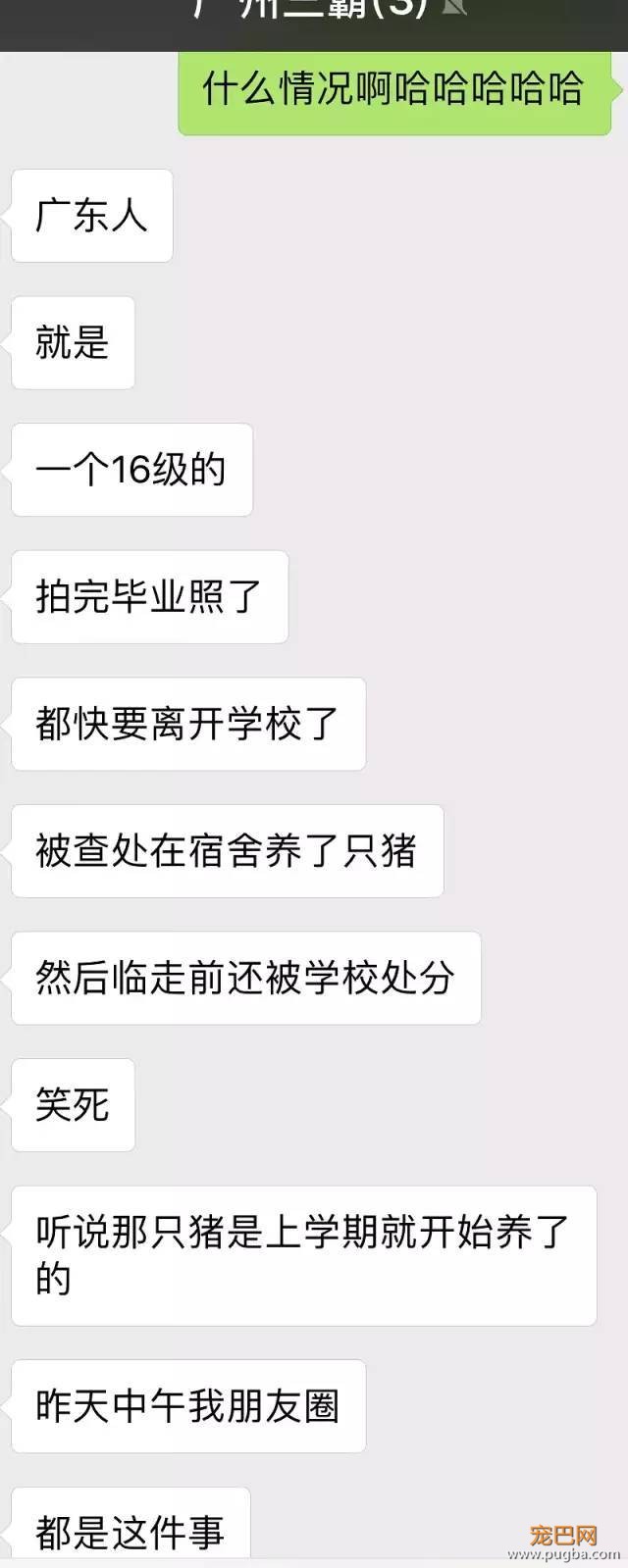 大学生宿舍养小香猪受处分？美国某公园的工作就是撸狗......-2.jpeg