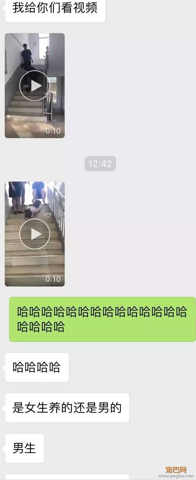大学生宿舍养小香猪受处分？美国某公园的工作就是撸狗......-3.jpeg