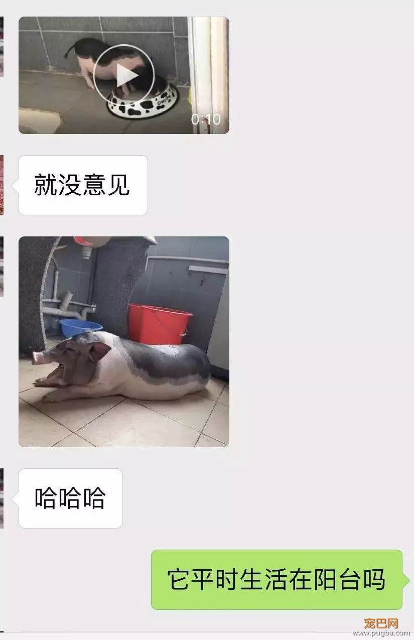 大学生宿舍养小香猪受处分？美国某公园的工作就是撸狗......-4.jpeg