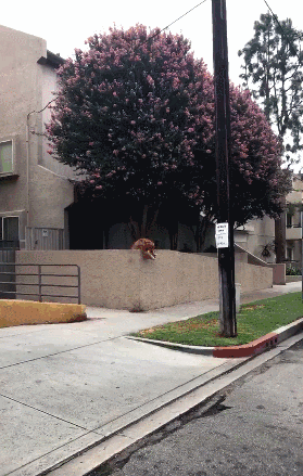 出门就撕家？没想到疯狂二哈也有投降的一天！-5.gif