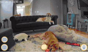 出门就撕家？没想到疯狂二哈也有投降的一天！-16.gif