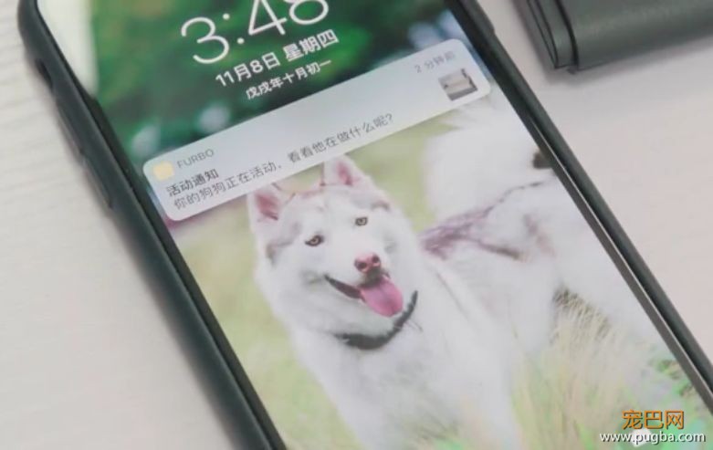 出门就撕家？没想到疯狂二哈也有投降的一天！-18.jpeg