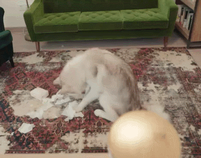出门就撕家？没想到疯狂二哈也有投降的一天！-20.gif