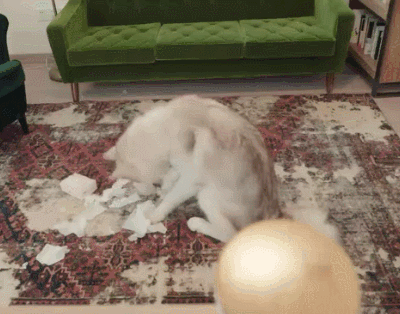 出门就撕家？没想到疯狂二哈也有投降的一天！-21.gif