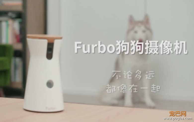 出门就撕家？没想到疯狂二哈也有投降的一天！-27.jpeg