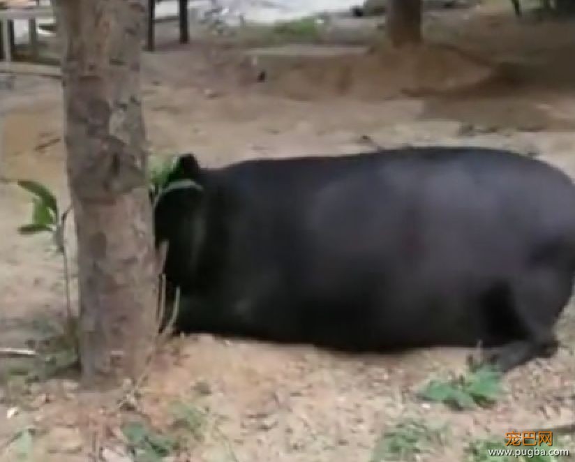 走访遇到两头“猪”，警察叔叔都惊呆了，仔细一看才发现是...-1.jpeg