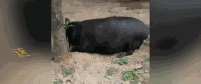 走访遇到两头“猪”，警察叔叔都惊呆了，仔细一看才发现是...-2.gif
