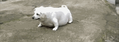 走访遇到两头“猪”，警察叔叔都惊呆了，仔细一看才发现是...-4.gif