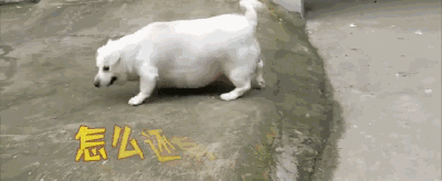 走访遇到两头“猪”，警察叔叔都惊呆了，仔细一看才发现是...-3.gif