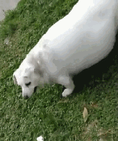 走访遇到两头“猪”，警察叔叔都惊呆了，仔细一看才发现是...-5.gif