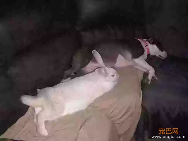 主人带小心翼翼带兔子回家，狗狗的反应令人惊讶.......-3.jpeg