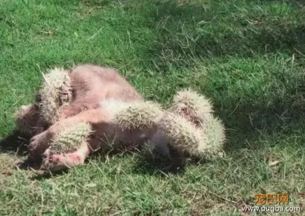 好痛！小狗闯入草丛，顶着一脑袋仙人掌出来了……-2.jpg