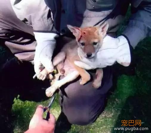 好痛！小狗闯入草丛，顶着一脑袋仙人掌出来了……-6.jpg