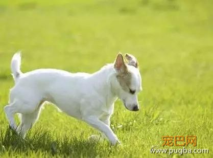好痛！小狗闯入草丛，顶着一脑袋仙人掌出来了……-7.jpg