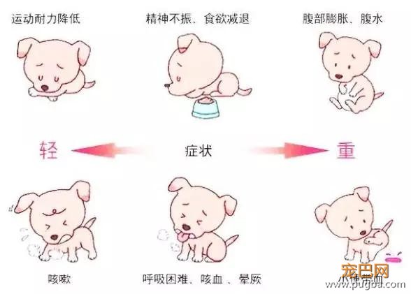 好痛！小狗闯入草丛，顶着一脑袋仙人掌出来了……-10.jpg