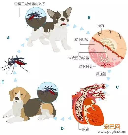 好痛！小狗闯入草丛，顶着一脑袋仙人掌出来了……-9.jpg