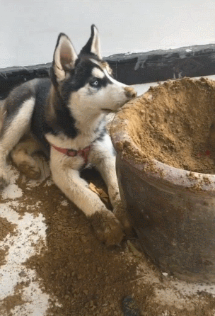 哈士奇连盆带花全嚯嚯，不惧怕主人，气得主人胸口痛-2.gif