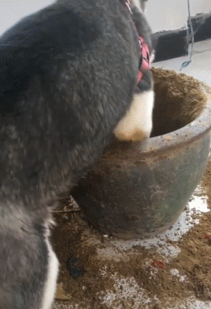 哈士奇连盆带花全嚯嚯，不惧怕主人，气得主人胸口痛-5.gif