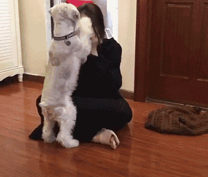 狗狗真的知道你在伤心吗？最新研究显示...-2.gif