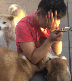狗狗真的知道你在伤心吗？最新研究显示...-1.gif
