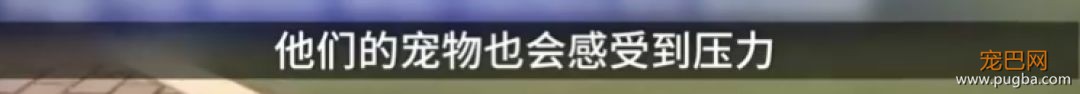 狗狗真的知道你在伤心吗？最新研究显示...-4.jpeg