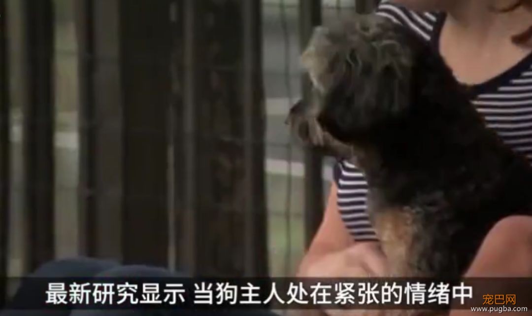 狗狗真的知道你在伤心吗？最新研究显示...-3.jpeg